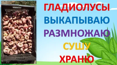 Как хранить гладиолусы зимой в домашних условиях