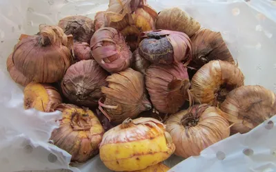 Гладиолусы – уборка и хранение луковиц до посадки | В цветнике (Огород.ru)