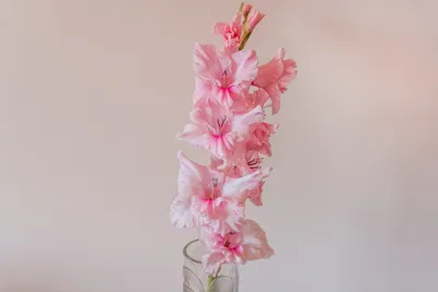 Как правильно хранить луковицы гладиолусов, чтобы цветы выросли под полтора  метра. Hyser.com.ua