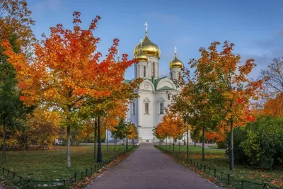 картинки : дерево, филиал, античный, Солнечный лучик, цветок, Зеленый,  символ, производить, Осень, Религия, ностальгия, ботаника, Распад,  пересекать, кладбище, сад, Христианин, смерть, Выветрившийся, Деревьями,  листья, Тяжёлый, вера, Ржавый, Умер, Дуб ...