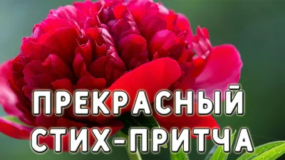 ДОБРОЕ УТРО!!! ☀️🌹🕊️ Христианское пожелание.Стихи из Библии. - YouTube