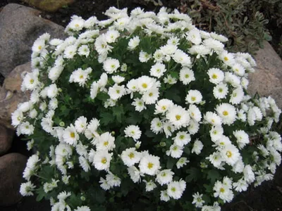 Хризантема арктическая (Chrysanthemum arcticum) - купить многолетники с  доставкой по Украине в магазине Добродар