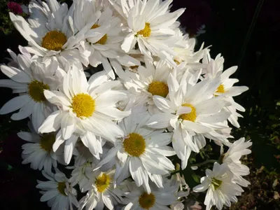Хризантема белая мелкая — Купити квіти в Україні