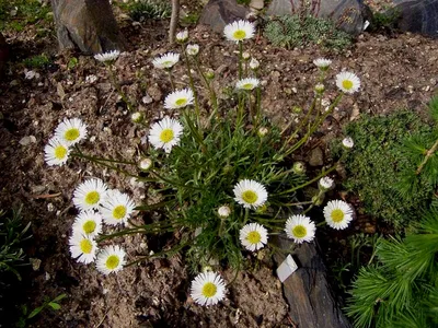 Хризантема — Chrysanthemum описание и уход на FloralWorld.ru