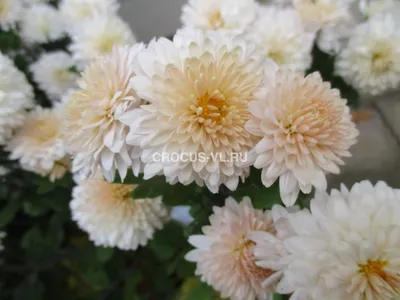 астра альпийская Aster x White | Flowers perennials, Perennials, Spring  plants