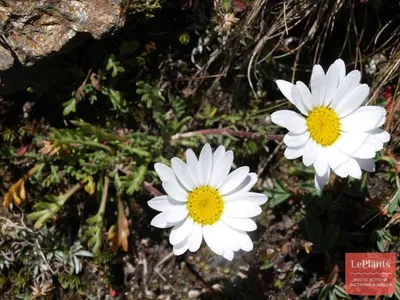 Хризантема альпийская (Chrysanthemum alpinum) — описание, выращивание, фото  | на LePlants.ru