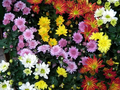 Хризантема индийская (Chrysanthemum indicum) — описание, выращивание, фото  | на LePlants.ru