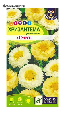 Хризантема индийская Индикум смесь 50шт купить по цене 24 ₽ в  интернет-магазине – БоберСтрой | Интернет-магазин БОБЕРСТРОЙ в Нижнем Тагиле