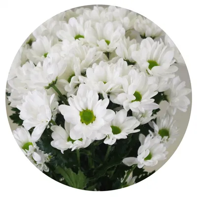 Хризантема бакарди белая фото