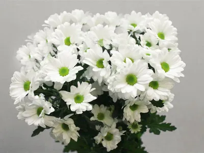 Хризантема \"Bacardi\" желтая - Жарден. Оптово-розничные продажи цветов и  растений в Уральском регионе.
