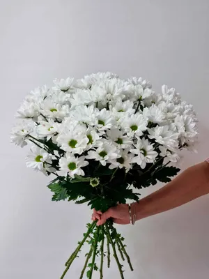Купить белую хризантему Бакарди в Уфе