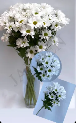 Хризантема \"Bacardi\" белая - Жарден. Оптово-розничные продажи цветов и  растений в Уральском регионе.
