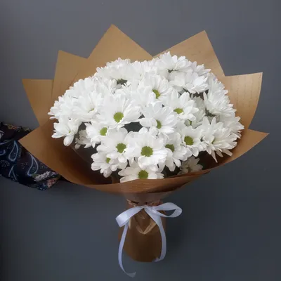 Хризантема Бакарди Пёрл Chrysanthemum Bacardi Pearl - купить саженцы  хризантемы с доставкой по Украине в магазине Добродар
