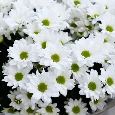 Белая хризантема \"Бакарди\" | Доставка цветов в Чехове |