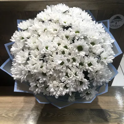Хризантема Бакарди, Цветы и подарки в Дзержинске, купить по цене 2150 RUB,  Монобукеты в Клумба с доставкой | Flowwow