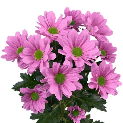 Хризантема бакарди розовая - заказать и купить цветы с доставкой | Donpion