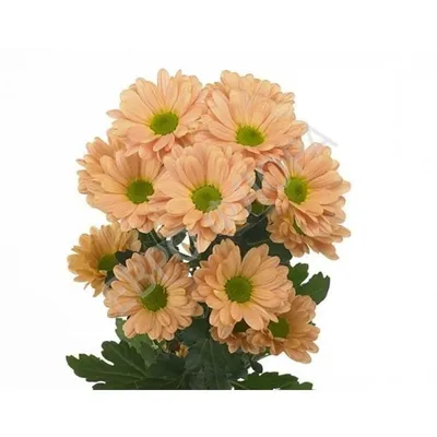 Хризантема кустовая Bacardi купить по цене 25 грн | Украфлора