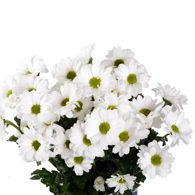 Хризантема Бакарди Вайт Chrysanthemum Bacardi White - купить саженцы  хризантемы с доставкой по Украине в магазине Добродар