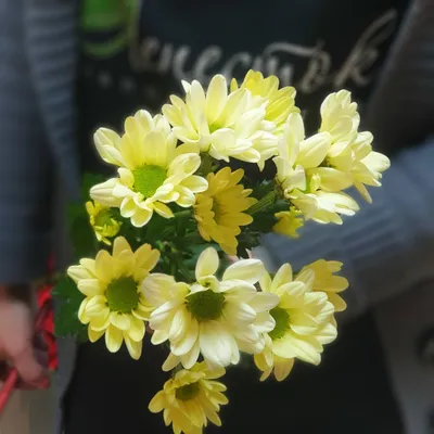 Букет из 25 кустовых хризантем Бакарди