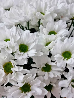 Купить букет из белой хризантемы сорта Бакарди с доставкой по городу Днепр  от Royal-Flowers Dnipro