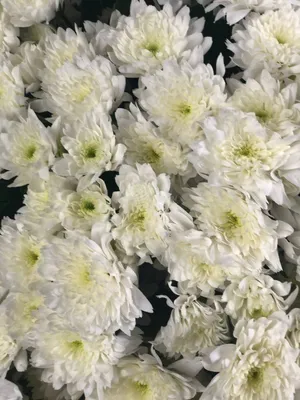 Заказать \"51 кустовая хризантема Балтика\" | Цветули - уникальный сервис по  доставке цветов без накруток и посредников в городе Ноябрьск