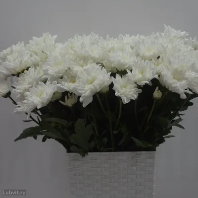 Хризантема кустовая «Балтика Уайт» - 200 руб, купить в Воронеже в магазине  «Цветы Экспресс»