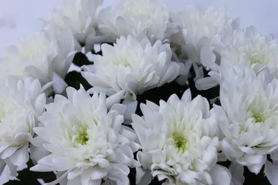 Кустовая белая хризантема Балтика в коробке | доставка по Москве и области