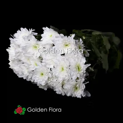 Хризантема кустовая Балтика белая — купить в Екатеринбурге