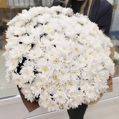Купить «Хризантема кустовая \"Балтика белая\"» в Октябрьском - «Галерея роз»