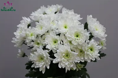Кустовая белая хризантема Балтика в корзине | доставка по Москве и области