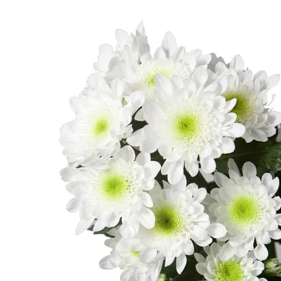 Букет белой хризантемы сорта \"Балтика\" | Цена — 2750 ₽ | Бесплатная  доставка цветов| Арт: 5799