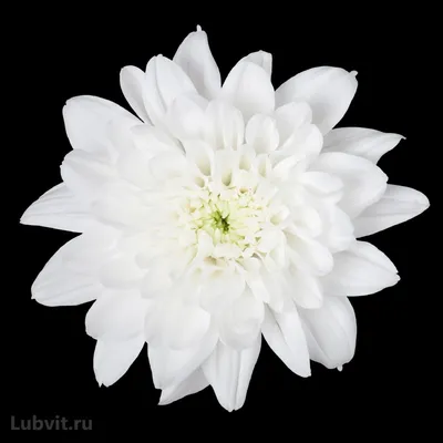 Хризантема кустовая \"Балтика белая\" - цена, купить цветы упаковками с  доставкой в Москве - магазин ПРОСТОЦВЕТЫ
