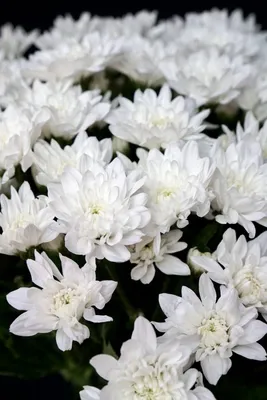 Хризантема балтика белая - купить цветы с доставкой Железногорск  Красноярский край.