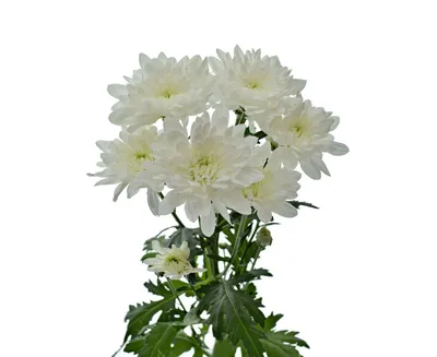 Букет из 15 хризантем Балтика белая. Доставка цветов в Рязани - Вальс Цветов
