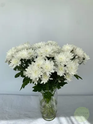 Купить «Хризантема кустовая Балтика белая» с доставкой в Ярославле -  «Цветочные истории»