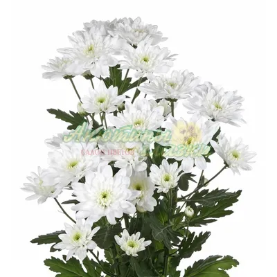 25 белых кустовых хризантем Балтика в корзине | доставка по Москве и области