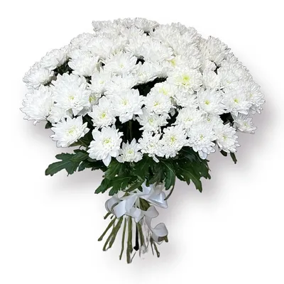 Букет из 15 белых кустовых хризантем Балтика в стильной упаковке - купить  по цене 4760 ₽ с доставкой, Санкт-Петербург