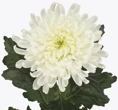 Цветочная лавка - Хризантема кустовая белая (Бакарди) - 189 руб. -  Хризантемы - Пермь
