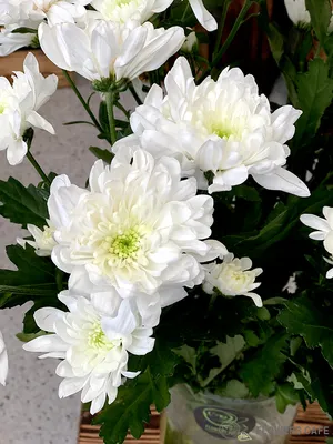 Хризантема белая фото