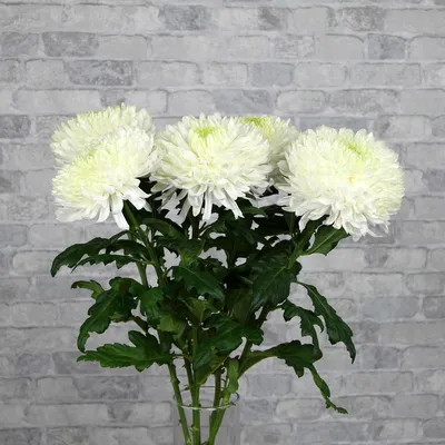 Хризантема «Анастасия белая» купить в Екатеринбурге с доставкой