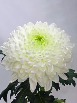 Хризантема кустовая белая в Москве - Купить с доставкой от 200 руб. |  Интернет-магазин «Люблю цветы»