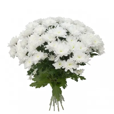 41 белая хризантема в букете за 11 890 руб. | Бесплатная доставка цветов по  Москве
