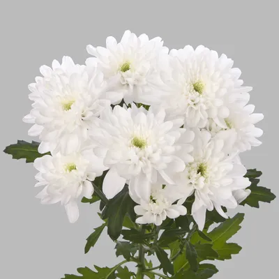 Заказать Хризантема кустовая белая (махровая) с доставкой по Челябинску в  интернет-магазине greenmarket74 | «Гринмаркет»