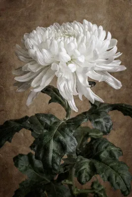 Хризантема кустовая Баккарди белая (Bacardi white)