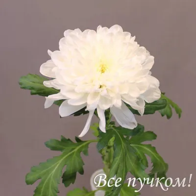 Deka белая - хризантема одноголовая