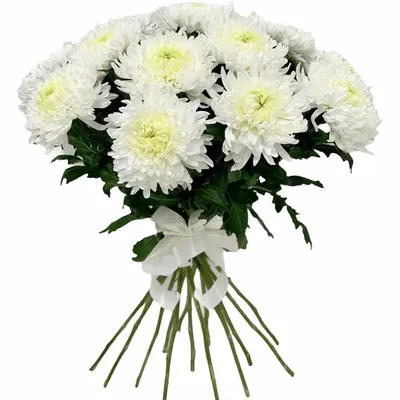 Купить «Хризантема кустовая \"Балтика белая\"» в Октябрьском - «Галерея роз»