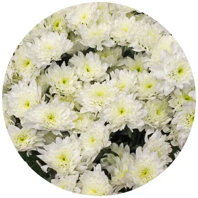 Белая хризантема | Beautiful flowers, Flora flowers, Flowers photography