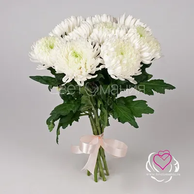 Купить Хризантема игольчатая белая в Москве за 170 руб. | Быстрая доставка  цветов