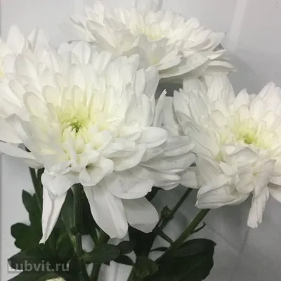 Хризантема кустовая Балтика белая от интернет-магазина Цветландия 24