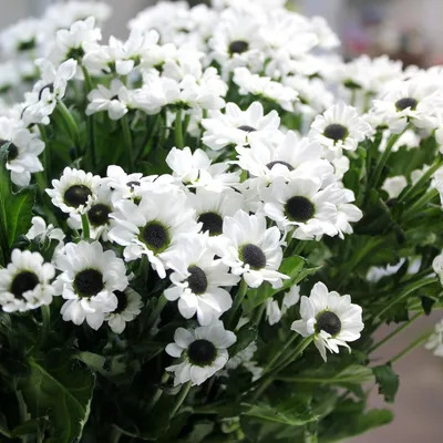 Купить цветы хризантема белая с доставкой в Санкт-Петербурге |  ЦветыОптРозница